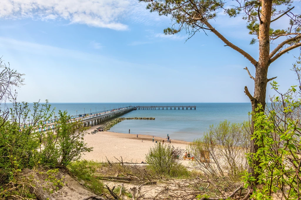 Plaża i molo w Połądze, fot. Laimonas Ciunys, Lithuania Travel Piaszczysta plaża otoczona zielenią, z drewnianym molo wchodzącym w głąb spokojnego morza, nad którym rozciąga się błękitne niebo z lekkim zachmurzeniem oraz kilku spacerujących ludzi odpoczywających na brzegu.