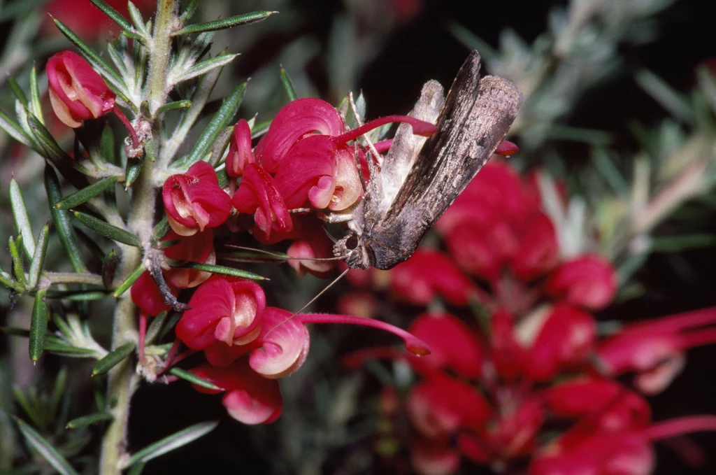 Australijskie ćmy przelatują co roku tysiące kilometrów Szaro-brązowy motyl siedzi na różowo-czerwonym kwiecie o wydłużonych płatkach, otoczony iglastymi, zielonymi liśćmi.