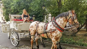 Upał w miastach nie oszczędza koni. Miasto wysłuchało obrońców zwierząt