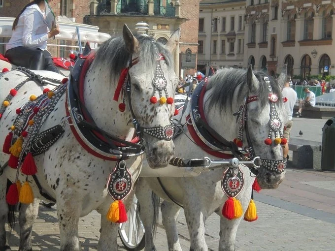 Konie Dwa jasnoszare konie z czarnymi plamkami ozdobione kolorowymi uprzężami stojące zaprzężone do dorożki na brukowanej ulicy w otoczeniu budynków o historycznej architekturze.