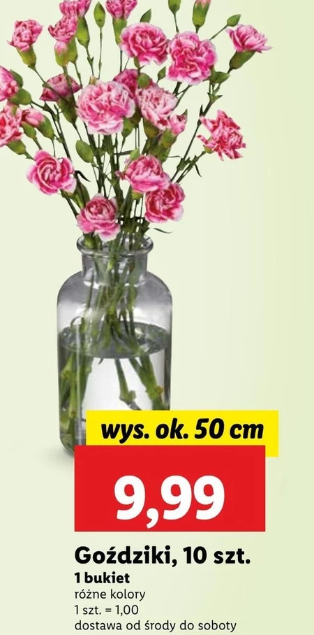 Гвоздика