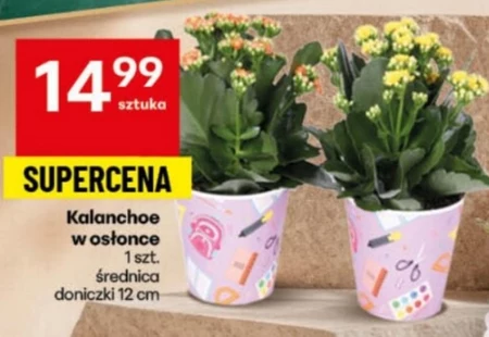 Kalanchoe