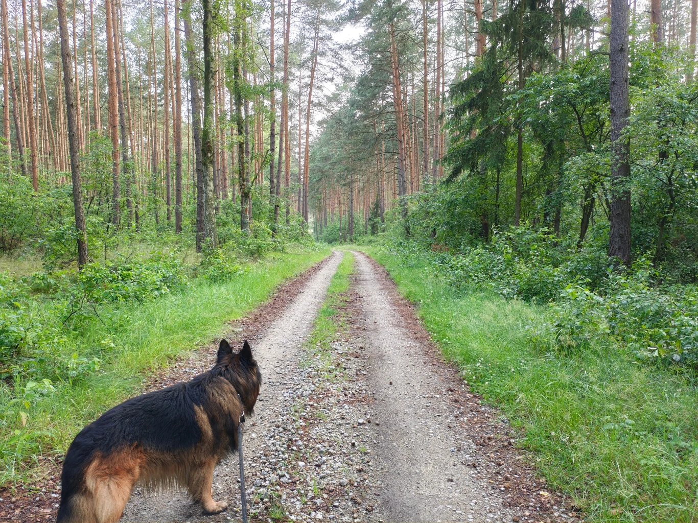 Niemiecki owczarek stojący na leśnej drodze, wokół wysokie sosny i bujna zieleń.