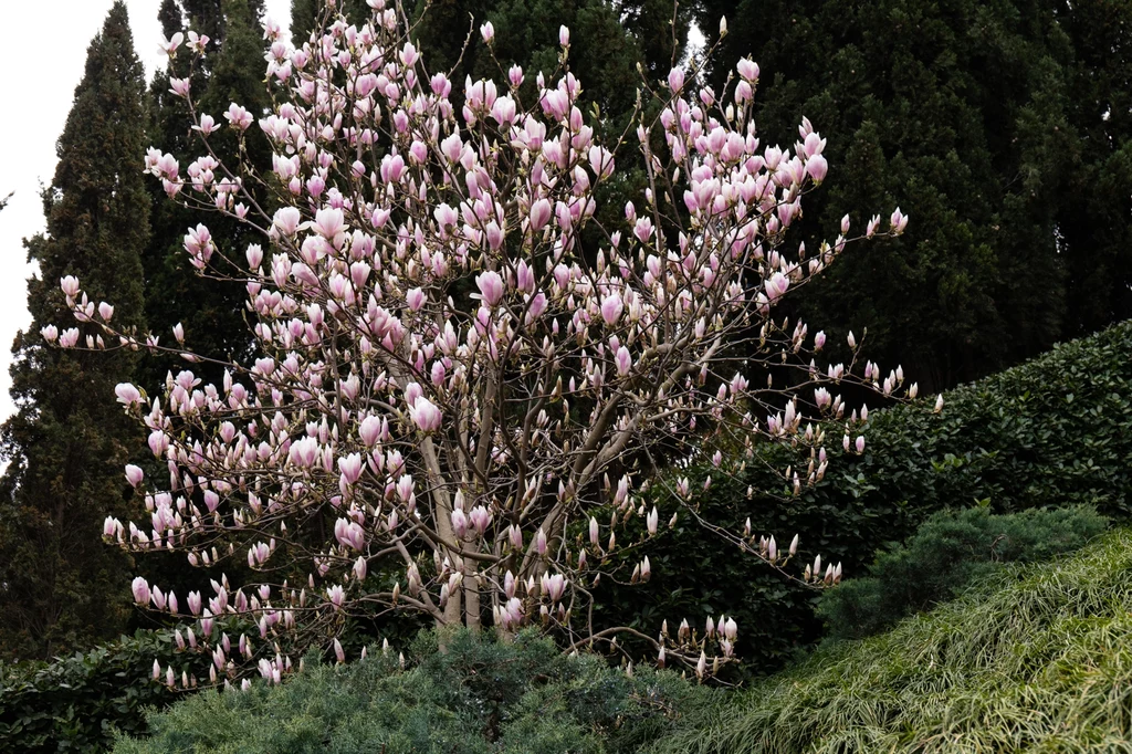 Magnolia wiosną obsypuje się mnóstwem intensywnie pachnących kwiatów Drzewo magnolii z licznymi różowymi kwiatami kwitnącymi pośród zielonych krzewów i wysokich drzew iglastych w tle.