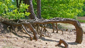 Te niezwykłe drzewa rosną w niewielu miejscach w Polsce. Wyglądają jak z filmu fantasy