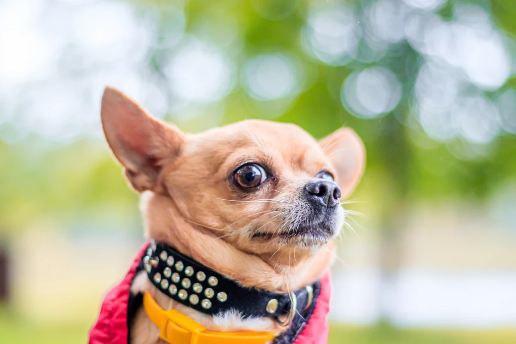 Chihuahua to bardzo starożytna rasa psów, jeszcze z czasów Mezoameryki Chihuahua to bardzo starożytna rasa psów, jeszcze z czasów Mezoameryki