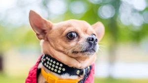 Chihuahua to popularna rasa małych psów, które świetnie sprawdzają się na niewielkiej przestrzeni