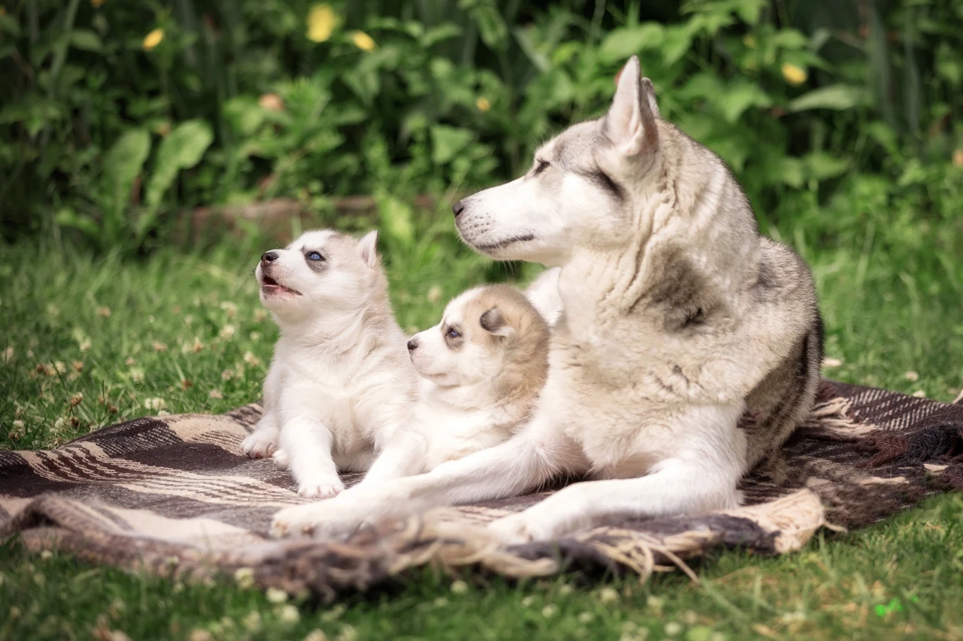 Dorosły pies rasy husky oraz dwa szczenięta leżące razem na brązowym kocu na trawie, otoczeni zielenią i kwiatami, patrząc w jednym kierunku.