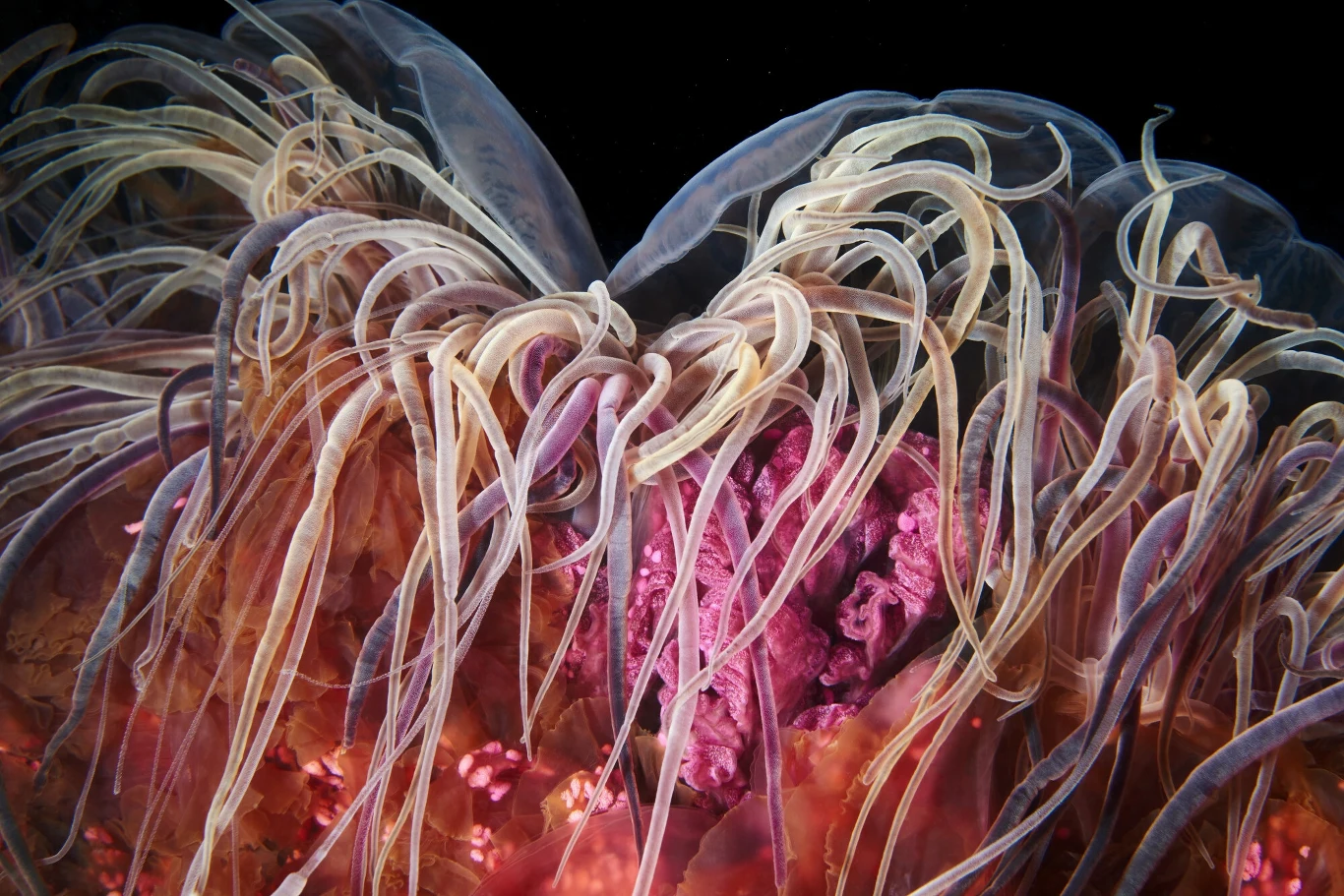 Bełtwa festonowa to jedno z największych zwierząt świata Kolorowe macki i przejrzyste ciało meduzy o fioletowych oraz różowych odcieniach na czarnym tle