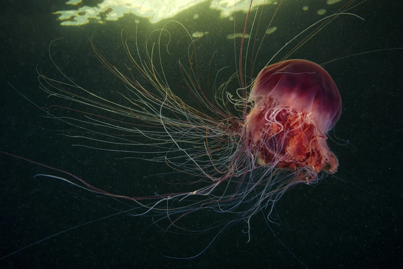 Bełtwa festonowa woli wody chłodne i zimne. Ta sfotografowana została w Morzu Białym u arktycznych brzegów północnej Rosji Meduza z długimi, delikatnymi parzydełkami unosi się w ciemnej wodzie, kontrastując z jasnym światłem nad powierzchnią