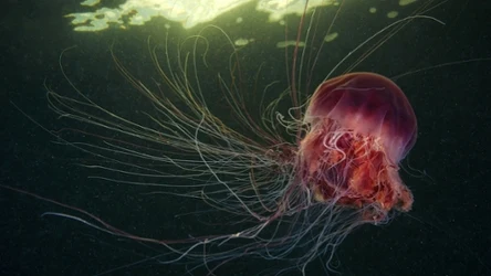 Meduza festonowa woli wody chłodne i zimne. Ta sfotografowana została w Morzu Białym u arktycznych brzegów północnej Rosji