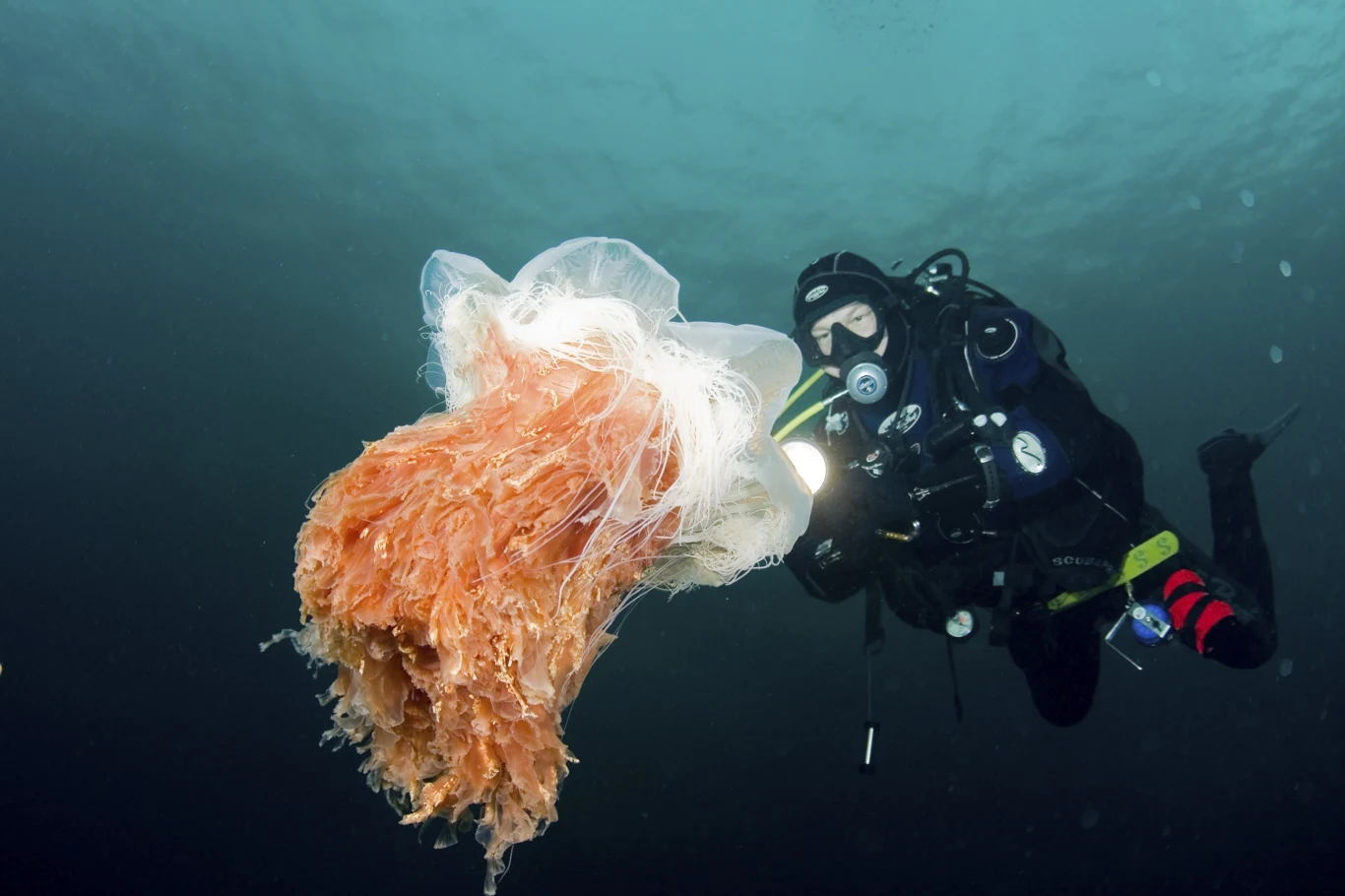 Ta bełtwa festonowa jest duża, ale jeszcze nie ogromna. Morze Barentsa, brzegi Rosji Nurek w ciemnym skafandrze z maską i aparatem tlenowym obserwuje z bliska dużą meduzę z rozłożystymi, pomarańczowymi ramionami, zanurzeni w głębokiej wodzie.