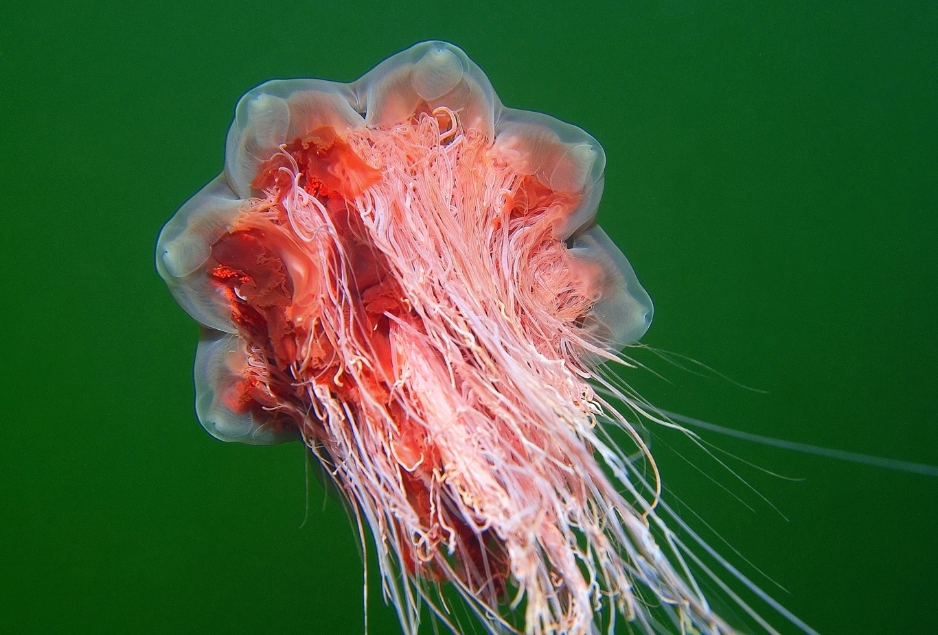 Bełtwa festonowa ma setki, nawet ponad tysiąc parzydełek Duża meduza o intensywnie czerwonych kolorach i długich, licznymi nitkowatymi czułkami płynie w zielonej, przejrzystej wodzie, jej ciało delikatnie kontrastuje z otoczeniem.