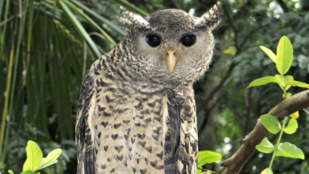 Niezwykle wyglądająca sowa podbija internet 