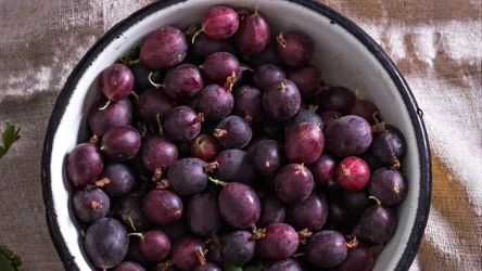 Po agrest koniecznie powinni sięgać seniorzy