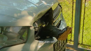 Konar spadł na auto i wbił się w chłodnicę. Co ma zrobić kierowca?