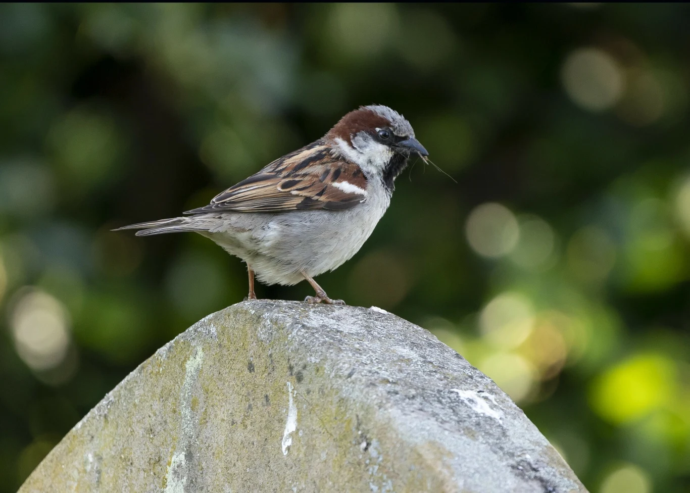 Wraz z urbanizacją spada liczba wróbli domowych. W Polsce obserwujemy to, co stało się już w Wlk. Brytanii, Holandii czy Francji Wróbel z brązowo-szarym upierzeniem siedzący na szczycie kamiennego pomnika, w tle rozmyte zielone liście.