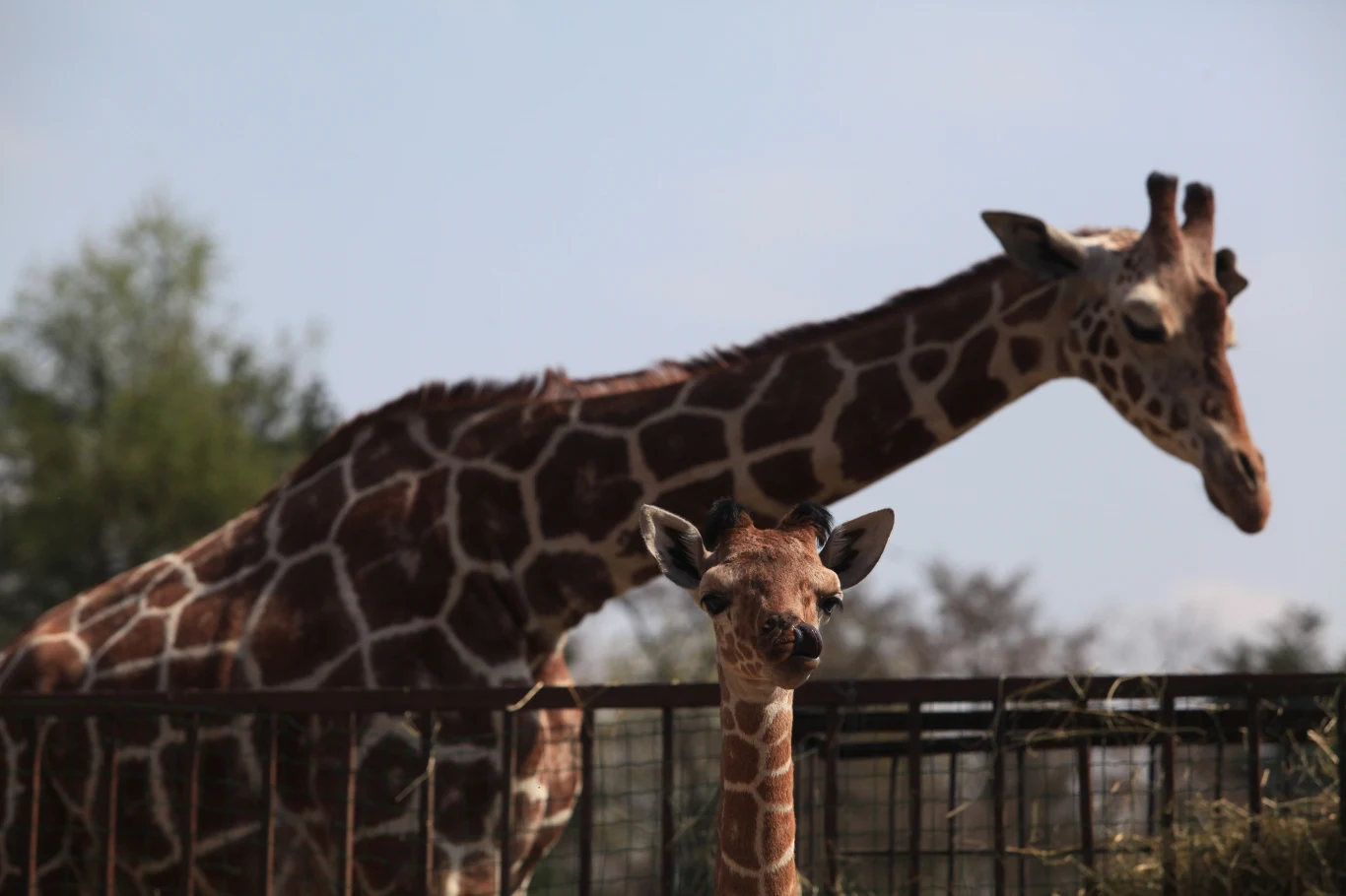 Dwie żyrafy za ogrodzeniem, jedna dorosła i jedna młoda, stojące obok siebie na tle zieleni i błękitnego nieba.