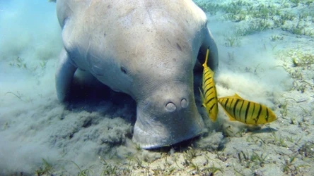 Diugoń przybrzeżny to łagodny olbrzym, który powoli wymiera. Chińscy naukowcy donoszą o dramatycznej sytuacji
