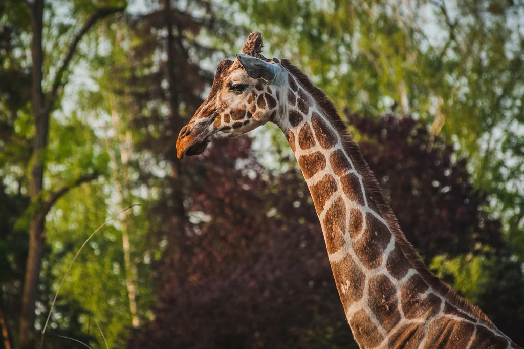 Nie żyje żyrafa Nala z wrocławskiego zoo Nie żyje żyrafa Nala z wrocławskiego zoo