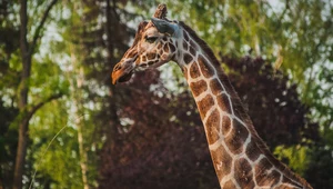 Zoo we Wrocławiu przekazało smutne wieści. Śmierć nastąpiła po porodzie