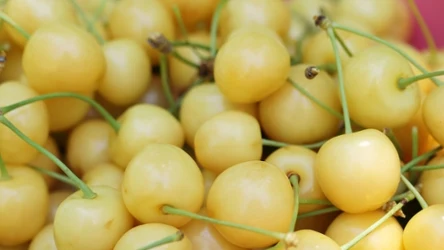 Białe czereśnie są źródłem wartościowych składników odżywczych.