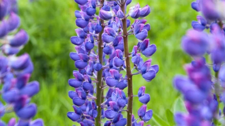 Piękny i popularny kwiat, ale niebezpieczny dla przyrody 