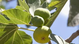 Na wakacjach nie przechodź obojętnie. Naturalny regulator cukru we krwi