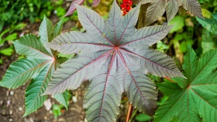 Jest uprawiana w wielu polskich ogrodach, ale czy jest bezpieczna?