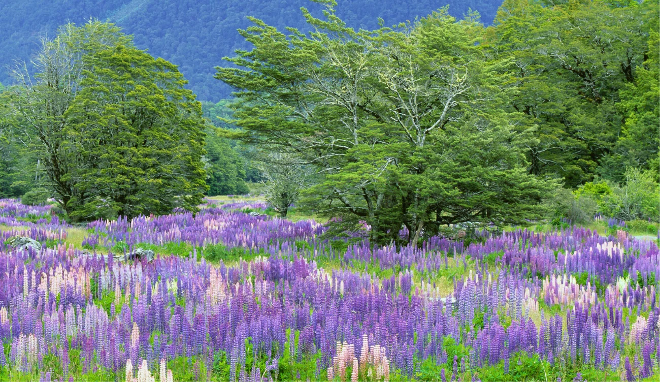Uprawa łubinu trwałego może mieć poważne konsekwencje 