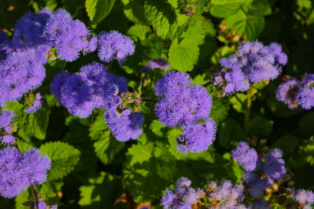 Żeniszek meksykański to ciekawa alternatywa dla pelargonii Żeniszek meksykański to ciekawa alternatywa dla pelargonii