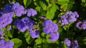 Idealny zamiennik pelargonii. Puchate pompony aż do jesieni 