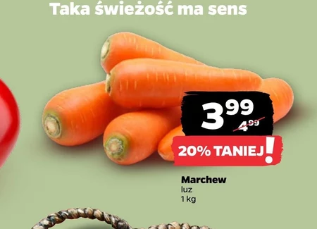 Marchew MA