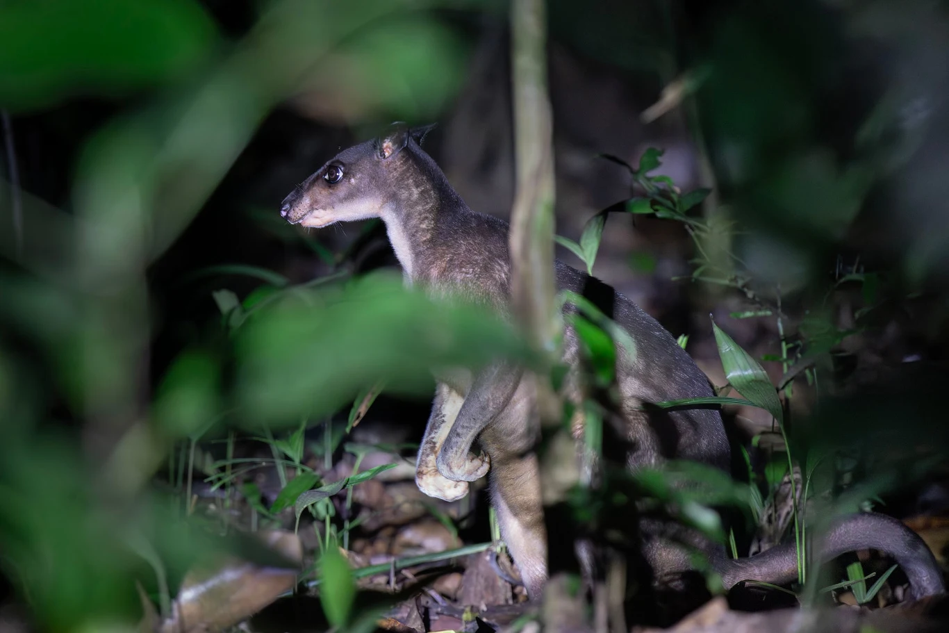 Galago nocą wśród gęstej roślinności, oświetlony światłem latarki, otoczony liśćmi i gałęziami w naturalnych warunkach dżungli.