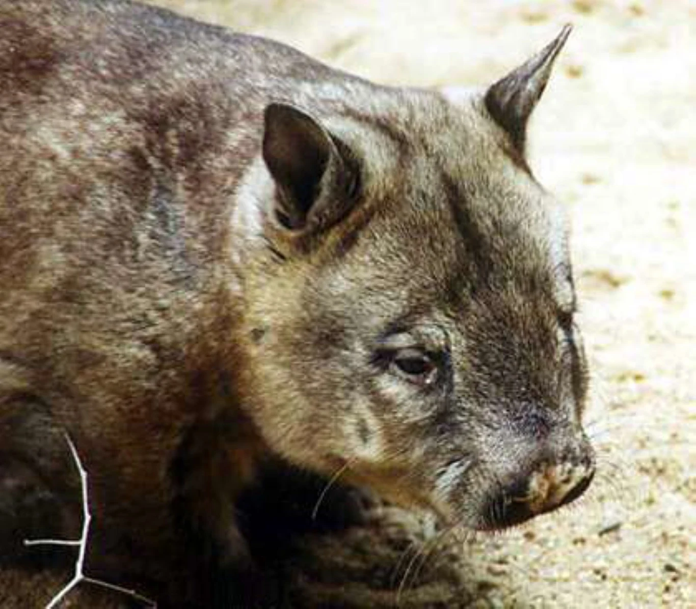 Wombat siedzący na jasnym, piaszczystym podłożu, z wyraźnie widoczną szorstką sierścią i krótkimi, stojącymi uszami.