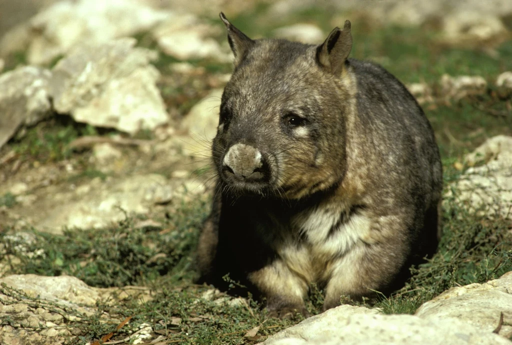 Wombat siedzący na ziemi wśród kamieni i roślin, patrzący przed siebie, otoczony naturalnym otoczeniem.