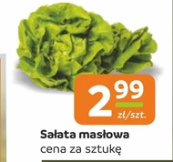 Sałata masłowa