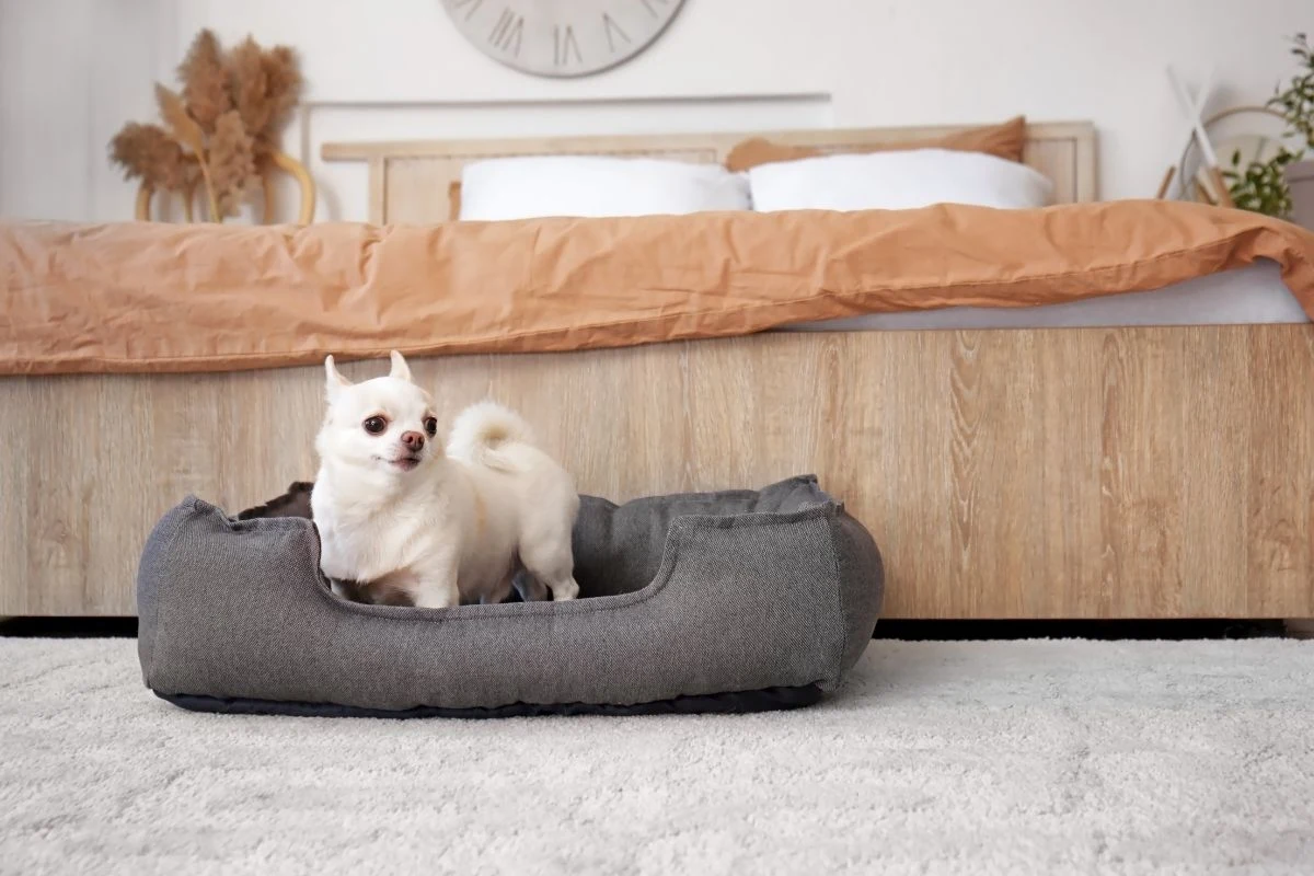 Mały biały pies rasy chihuahua stoi na miękkim legowisku w sypialni, w tle duże łóżko z beżową pościelą i dekoracjami.