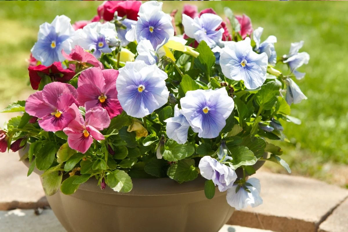 Kolorowe bratki o fioletowych, niebieskich i różowych płatkach w ceramicznej donicy ustawione na tle zielonej trawy, całość oświetlona naturalnym światłem słonecznym.