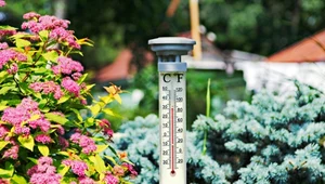 Czym podlewać rośliny w upały? Woda z kranu to nienajlepszy pomysł