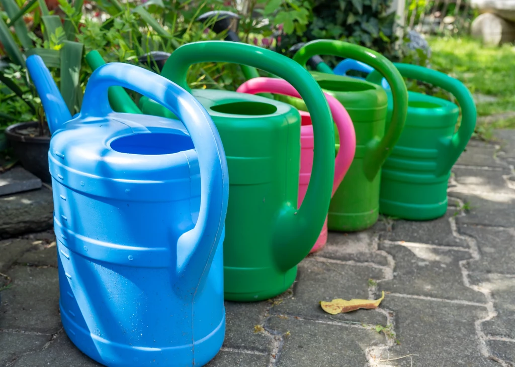Kiedy podlewać ogród? Pełne słońce nie jest dobrym pomysłem Kolorowe plastikowe konewki ustawione w rzędzie na chodniku w ogrodzie, otoczone zielenią roślin.