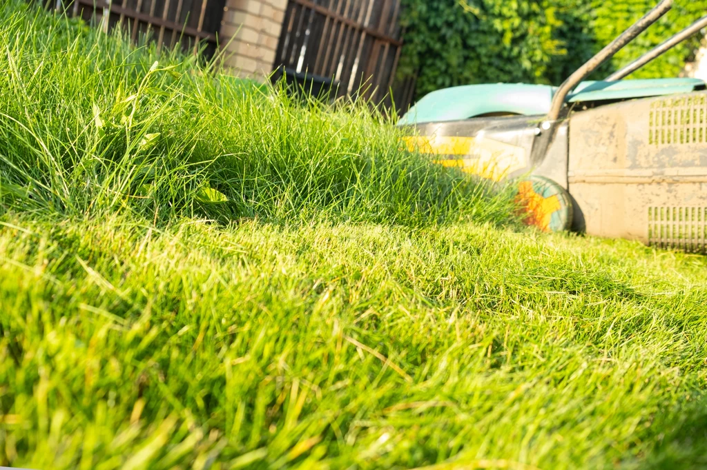 W trakcie upałów nie zaleca się koszenia trawnika Zielona, świeżo skoszona trawa w ogrodzie z widoczną w tle kosiarką spalinową, ogród otoczony roślinnością oraz fragmentem ogrodzenia i domu.
