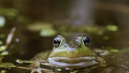 Płazy znikną z krajobrazu? Naukowcy wydali niepokojącą prognozę
