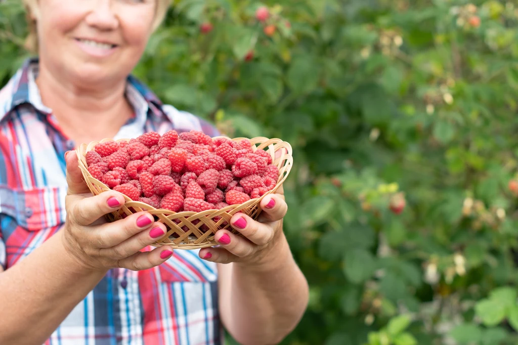 Maliny powinny jeść kobiety w każdym wieku, mogą nawet pomóc zmniejszyć objawy menopauzy Kobieta w koszuli w kratę trzyma w dłoniach koszyk pełen świeżo zebranych malin, na tle zielonego krzewu malinowego.