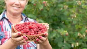 W sierpniu podlej nim maliny. Będą słodkie i dorodne jak nigdy 