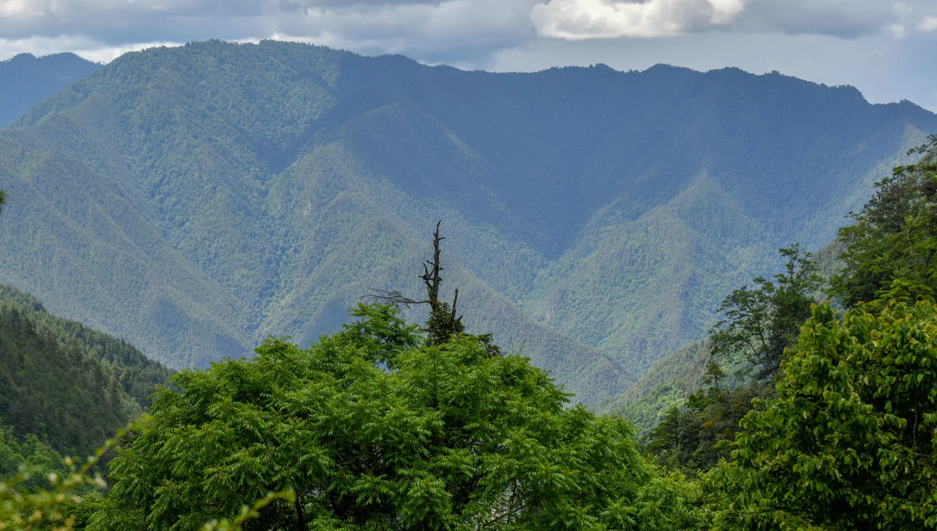Rozległe zielone zbocza gór porośnięte gęstą roślinnością, na pierwszym planie bujne korony drzew, w tle wysokie pasmo gór pod zachmurzonym niebem.