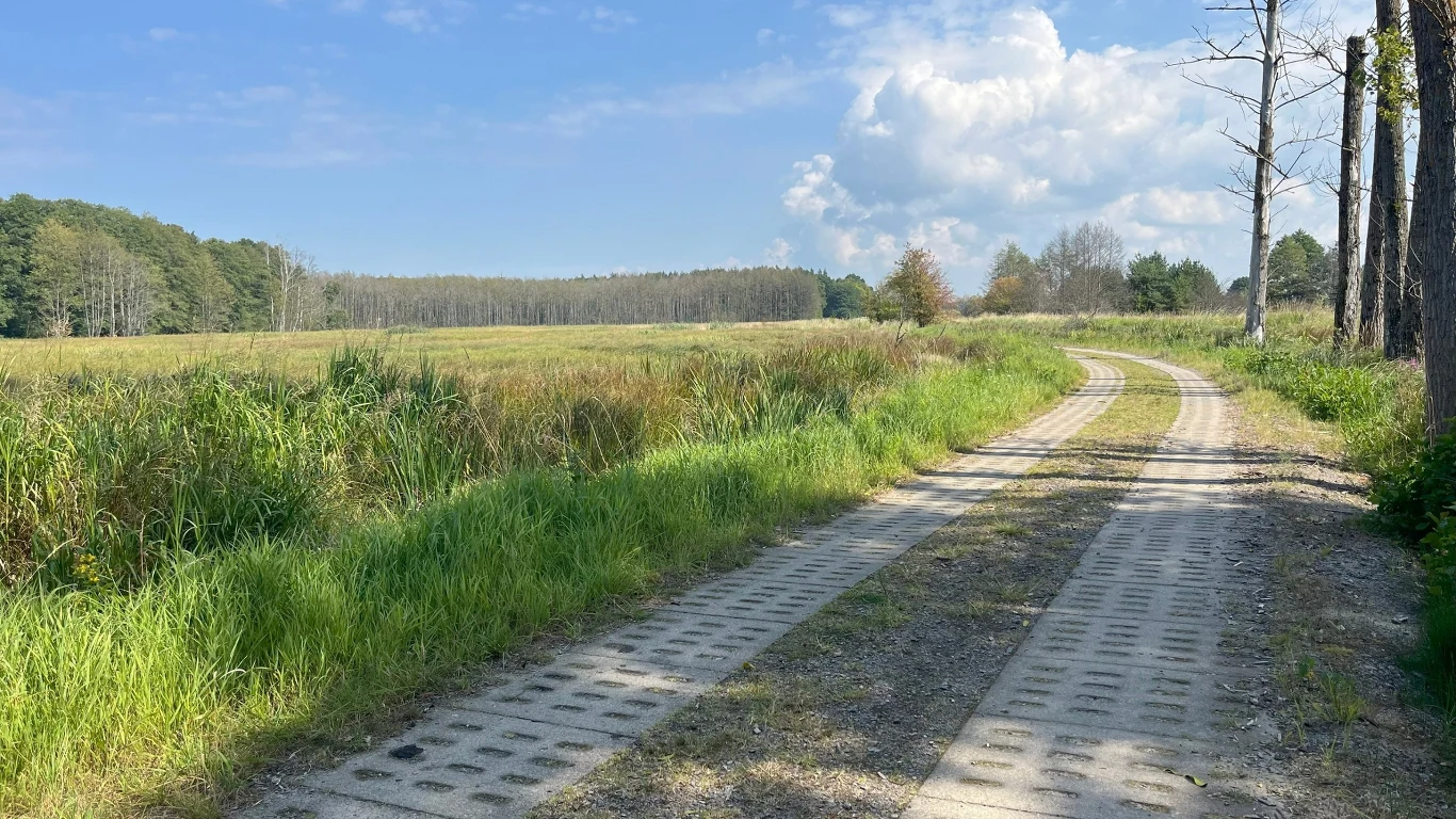 Polna droga z betonowych płyt prowadząca przez zieloną łąkę, otoczona drzewami i krzewami, pod błękitnym niebem z białymi chmurami.