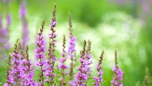 Równie piękna jak wrzosy, a kwitnie znacznie dłużej. Do tego jest banalna w uprawie 