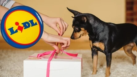 Zbliża się Dzień Psa! Lidl wystartował z wielką promocją dla czworonogów