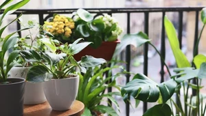 Otula balkon zielenią. O jej kosmiczne kwiaty będą pytać wszyscy sąsiedzi 